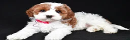 Cavapoo dogs for sale: Beauty f one b - Ad 1