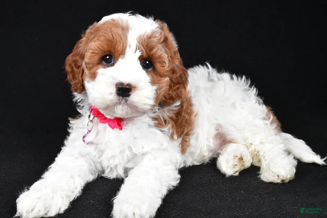 Cavapoo dogs for sale: Beauty f one b - Ad 1