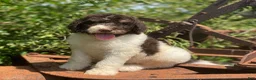 Standard Poodle dogs for sale: Milo - Ad 2