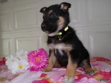 German Shepherd Puppy 4 Jenny