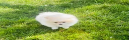 Pomeranian dogs for sale: Pomeranian Puppy 1 - Ad 6