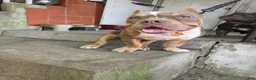 American Bully dogs for sale: American Bully - Ad 2