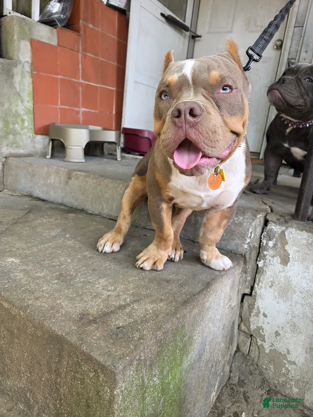 American Bully dogs for sale: American Bully - Ad 2