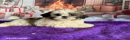 Shih Tzu dogs for sale: Paul - Ad 3