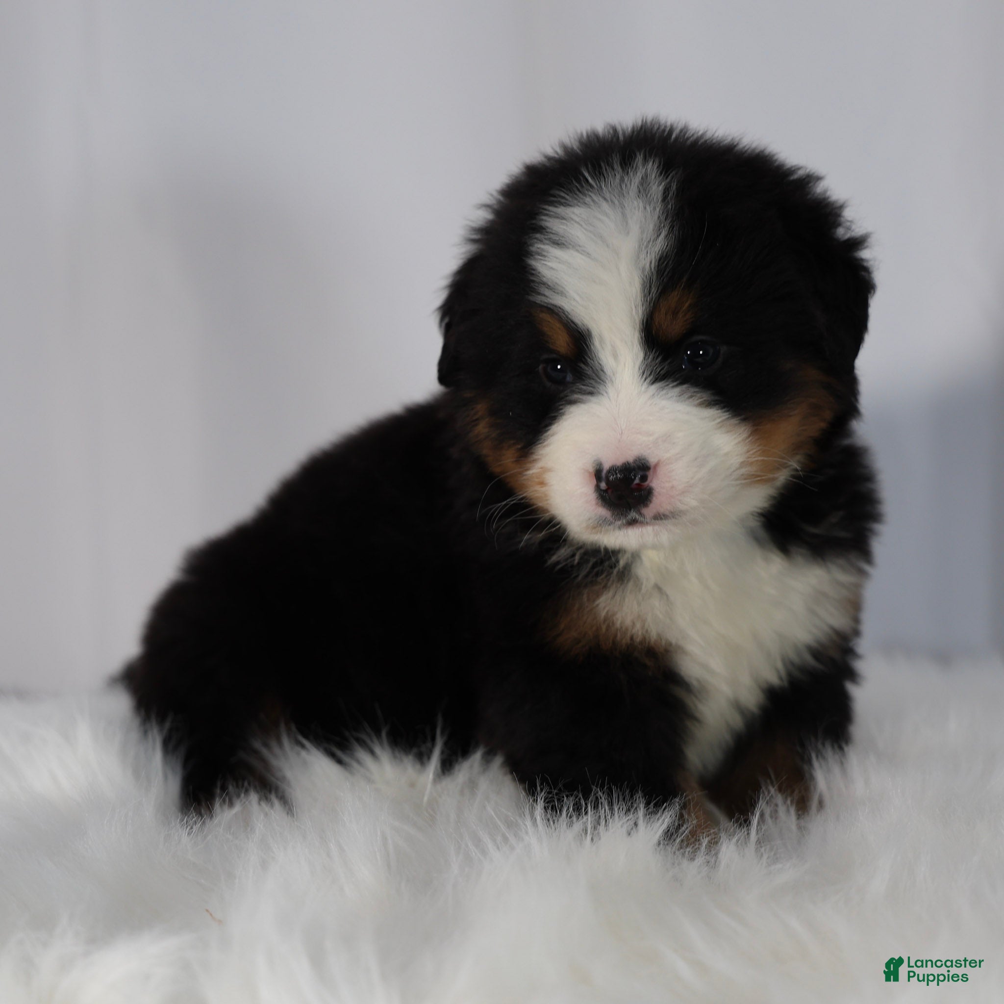 Bernese Mountain Dog dogs Bernese Mountain Dog Puppy 1 - Ad 1