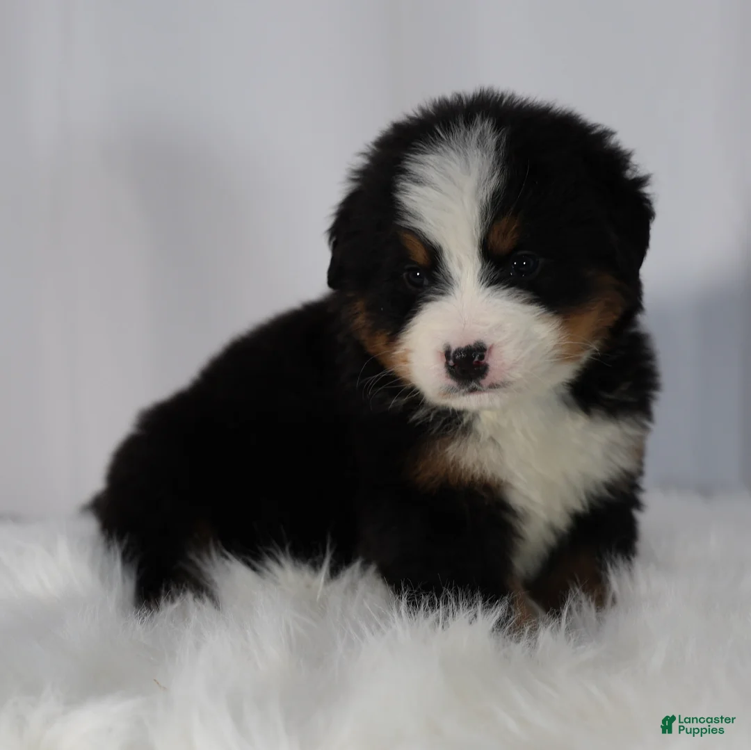 Bernese Mountain Dog dogs for sale: Bernese Mountain Dog Puppy 1 - Ad 1