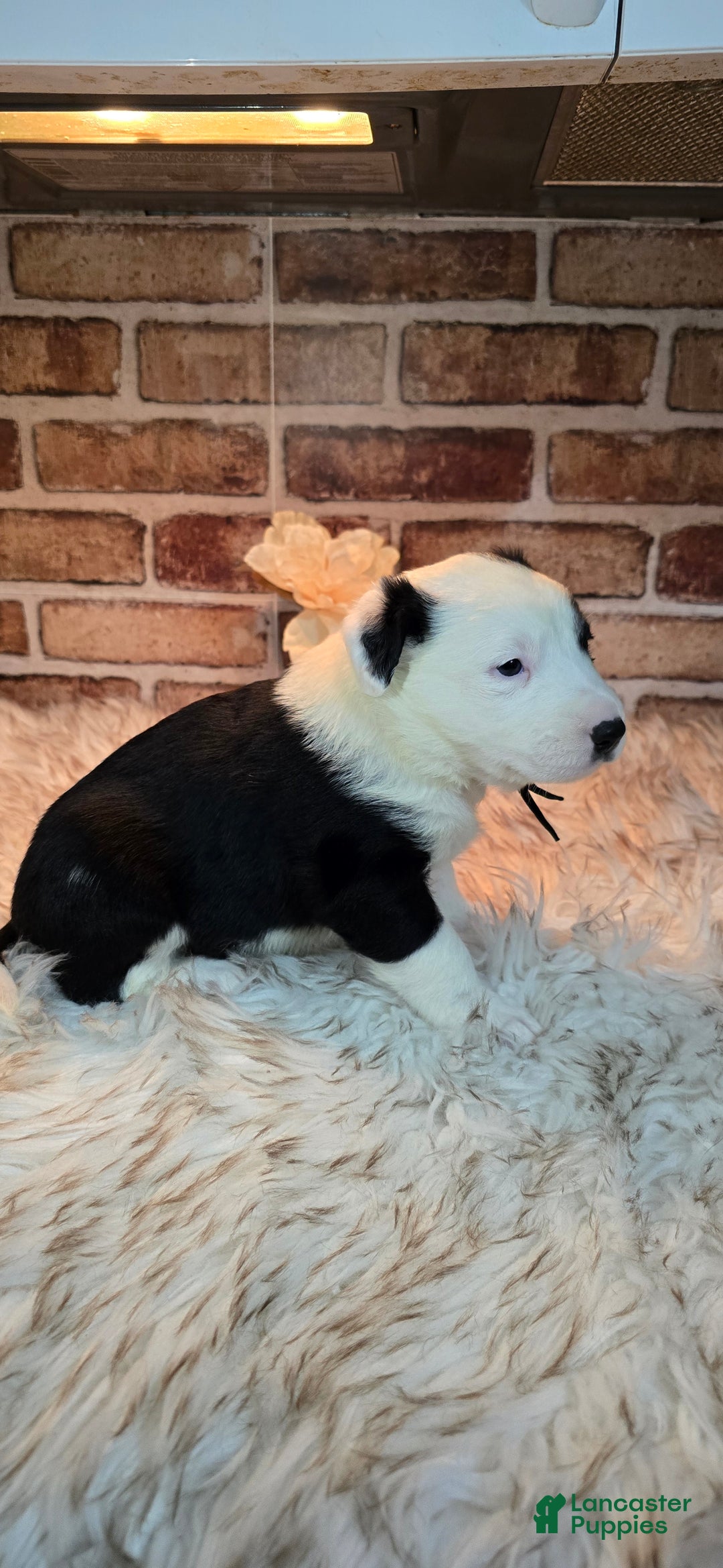 Mixed Breed dogs for sale: Milo - Ad 10