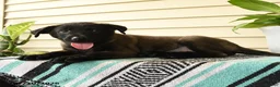 Belgian Malinois dogs for sale: Nia - Ad 4