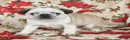 Pug dogs for sale: Crystal - Ad 3