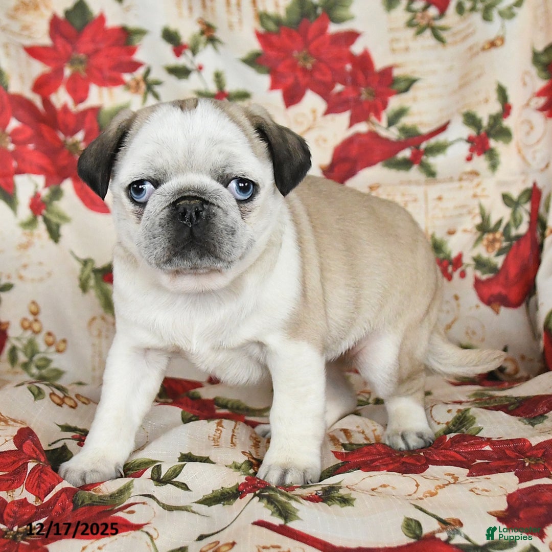 Pug dogs for sale: Crystal - Ad 3