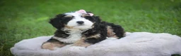 Mini Bernedoodle dogs for sale: Mercedes Mini Bernedoodle  - Ad 7