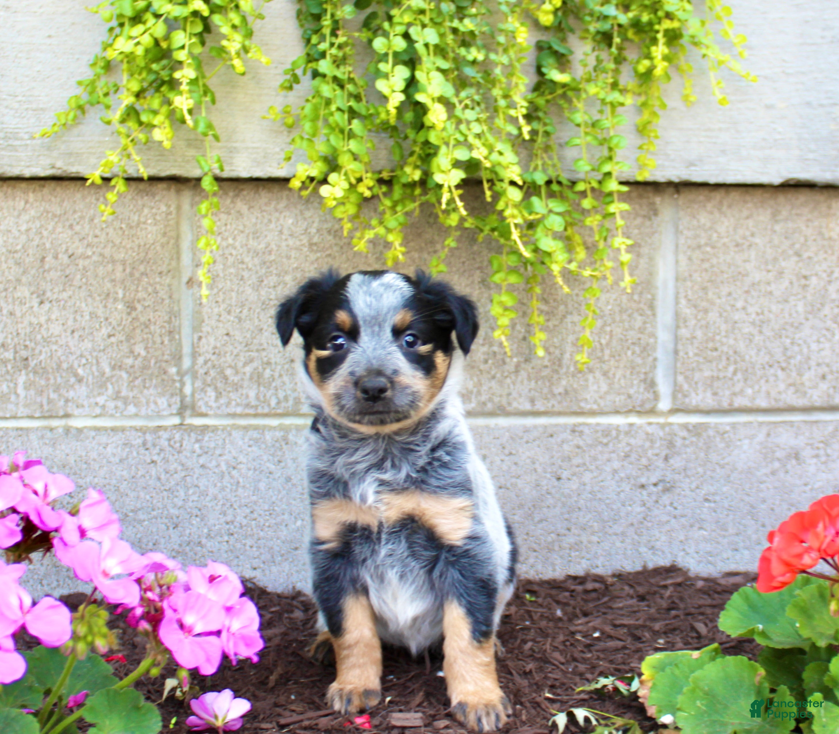 Australian Cattle Dog dogs Bella - Ad 2
