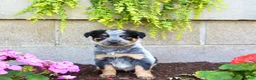 Australian Cattle Dog dogs for sale: Bella - Ad 2