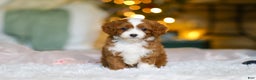 Cavapoo dogs for sale: Holly - Ad 1