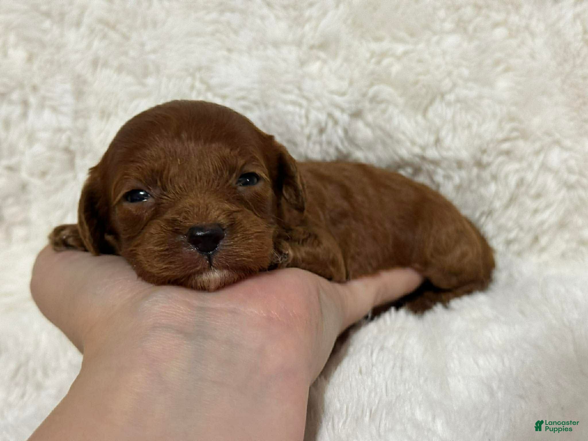 Cavapoo dogs Nova - Ad 39