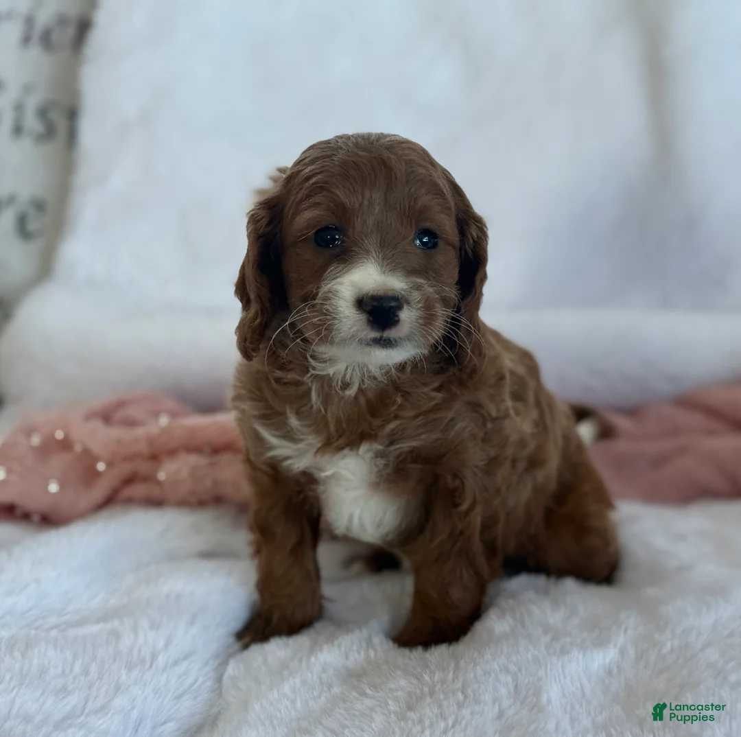 Cavapoo dogs for sale: Aspen  - Ad 5