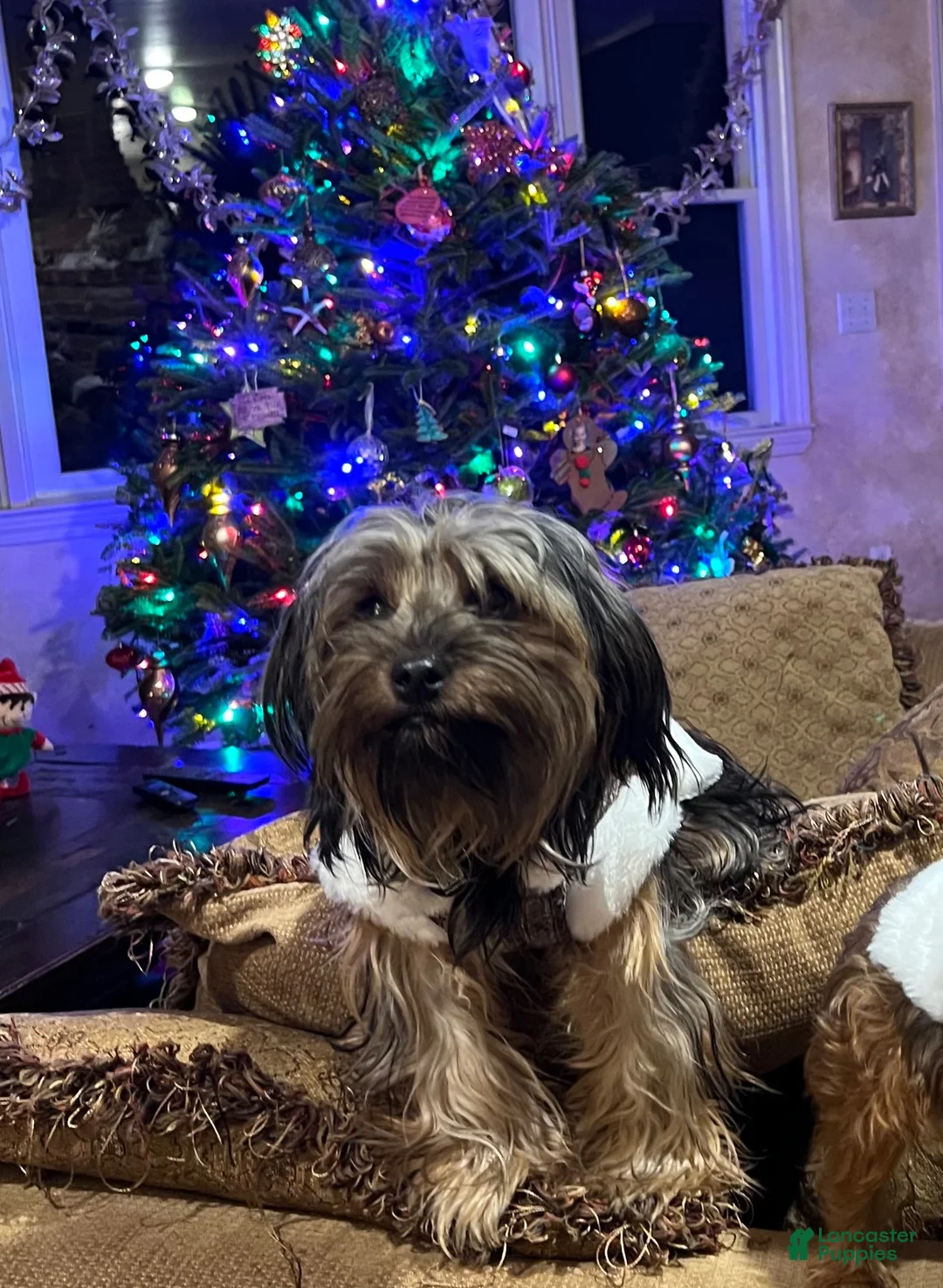 Yorkshire Terrier dogs for sale: Yorkshire Terrier 1 - Ad 2