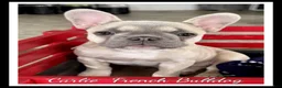 French Bulldog dogs for sale: Carlie - Ad 1