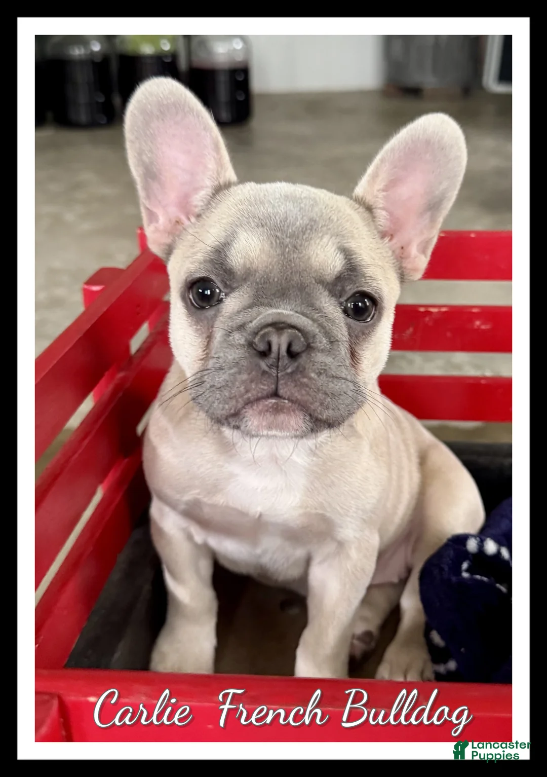 French Bulldog dogs for sale: Carlie - Ad 1