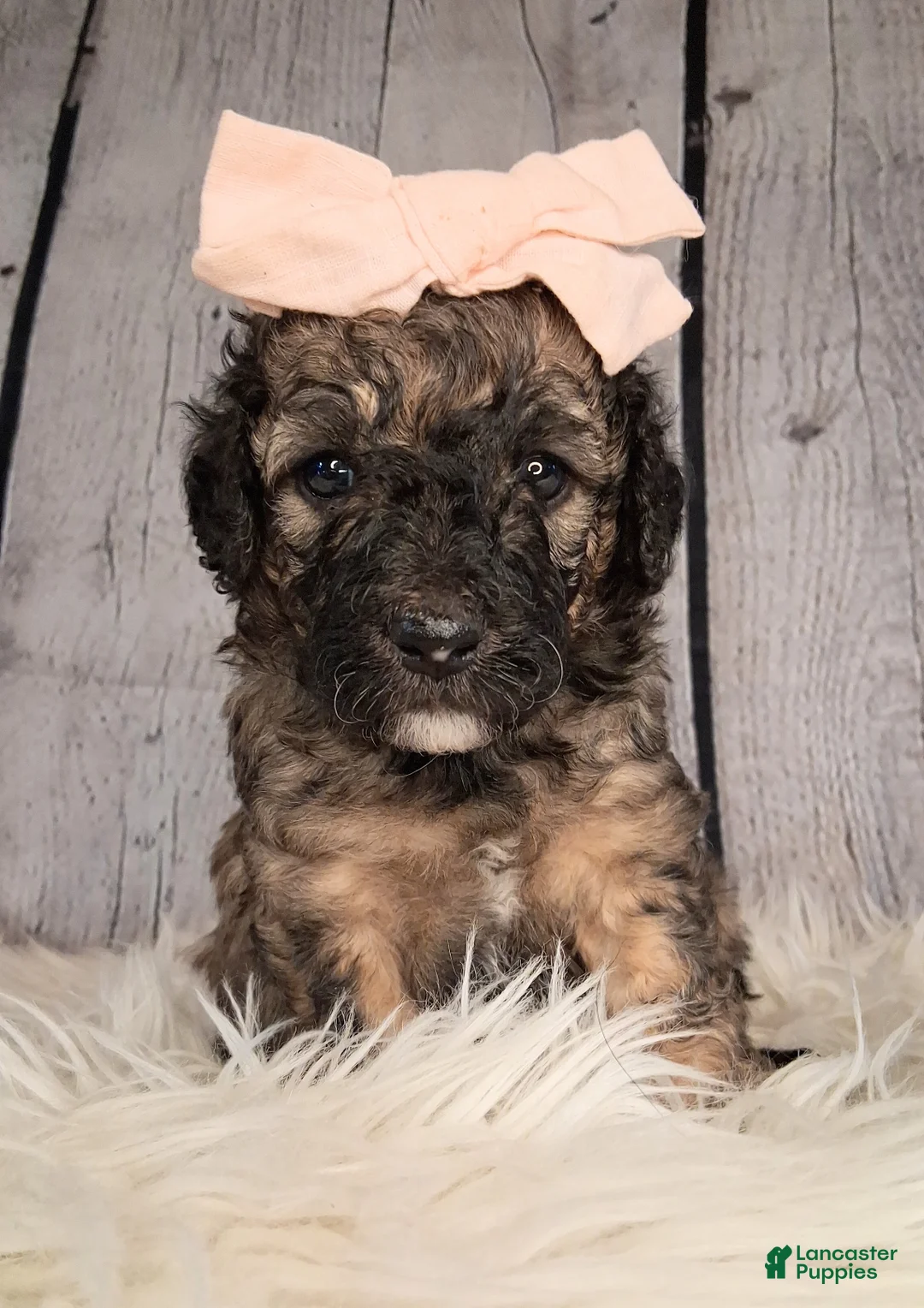 Saint Berdoodles dogs for sale: Stella Bella - Mini Saint Berdoodle - Ad 2