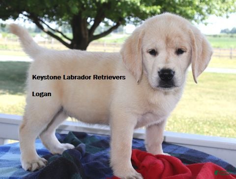 Labrador Retriever dogs Logan- Champ lines - Ad 2