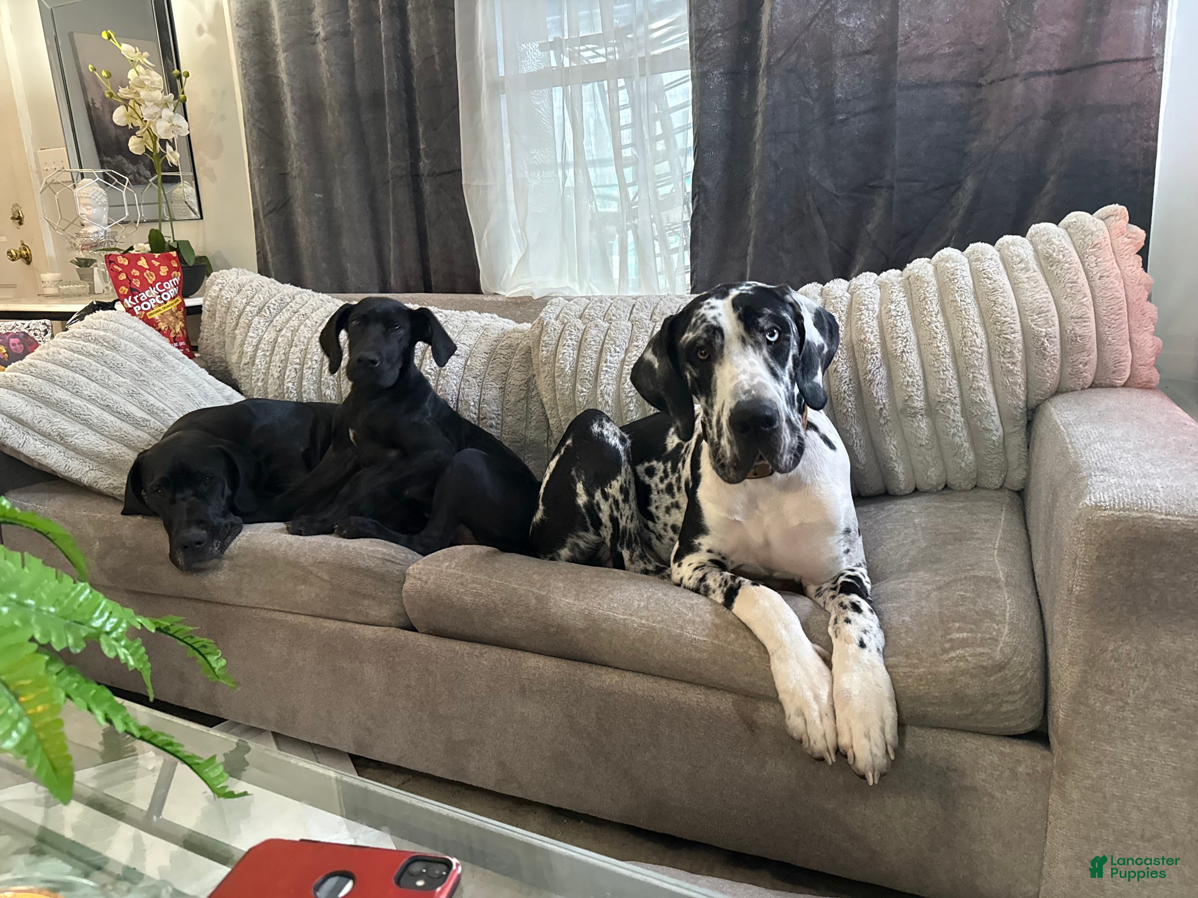 Great Dane dogs Sasha - Ad 20