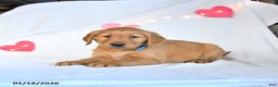 Golden Retriever dogs for sale: Miles - Ad 4