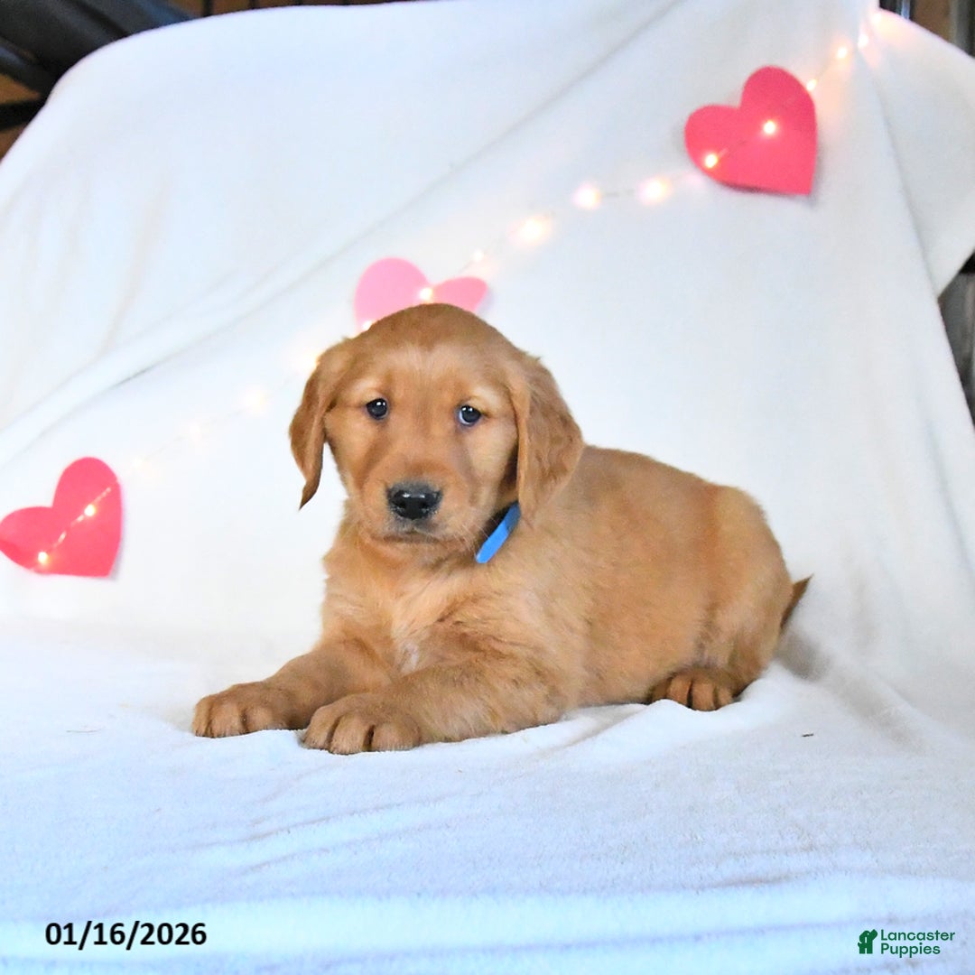 Golden Retriever dogs for sale: Miles - Ad 4