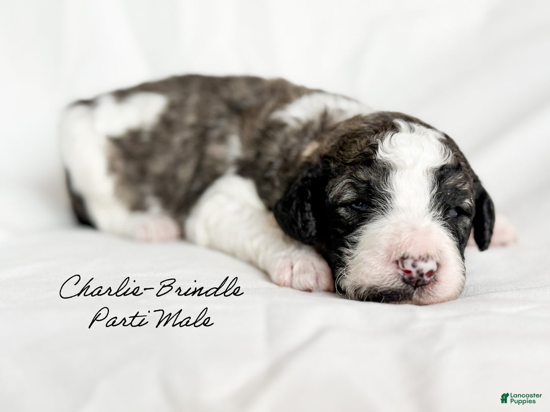 Standard Poodle dogs for sale: Charlie - Ad 4