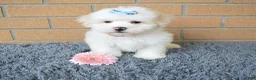 Maltese dogs for sale: Baxter 🐶 - Ad 1