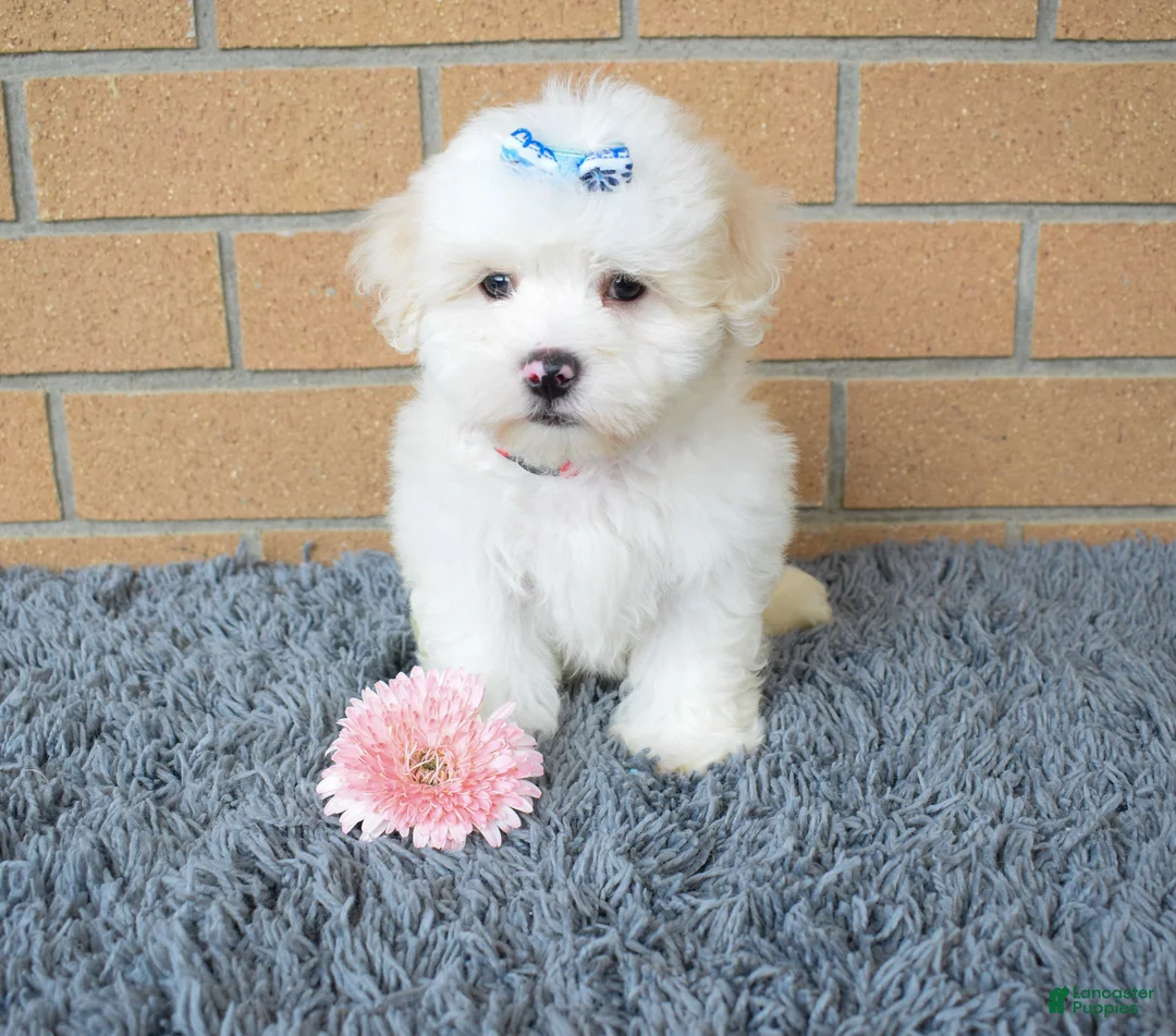 Maltese dogs for sale: Baxter 🐶 - Ad 1