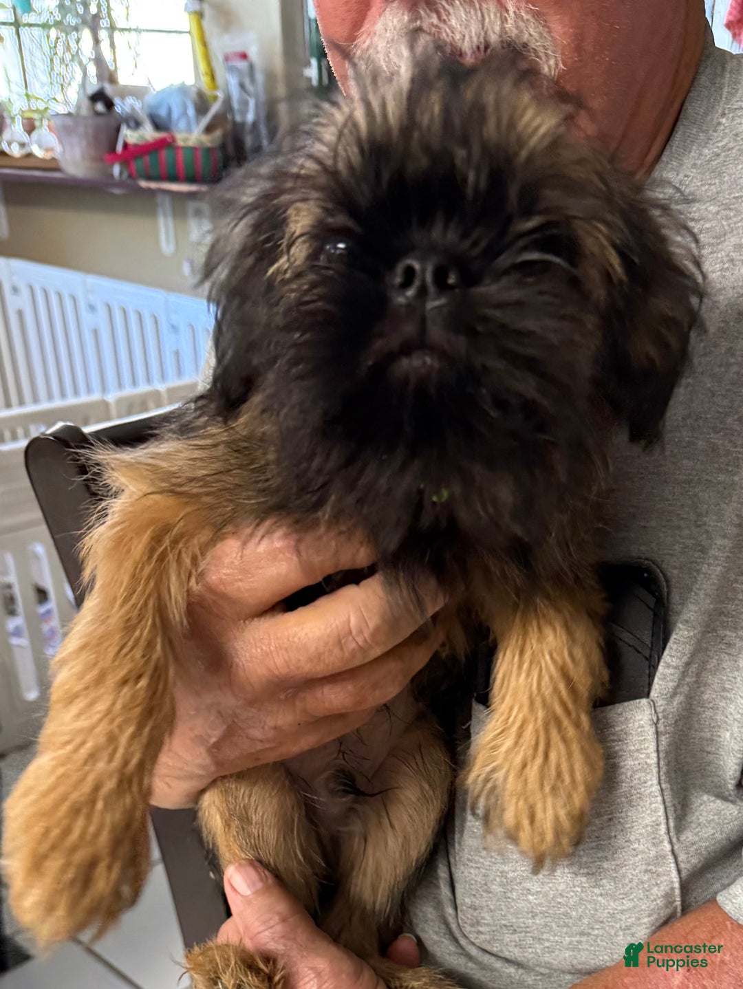 Brussels Griffon dogs for sale: Shadow  - Ad 2