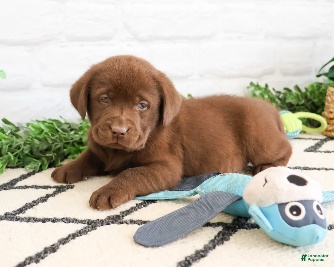 Labrador Retriever dogs for sale: Zazu - Ad 1