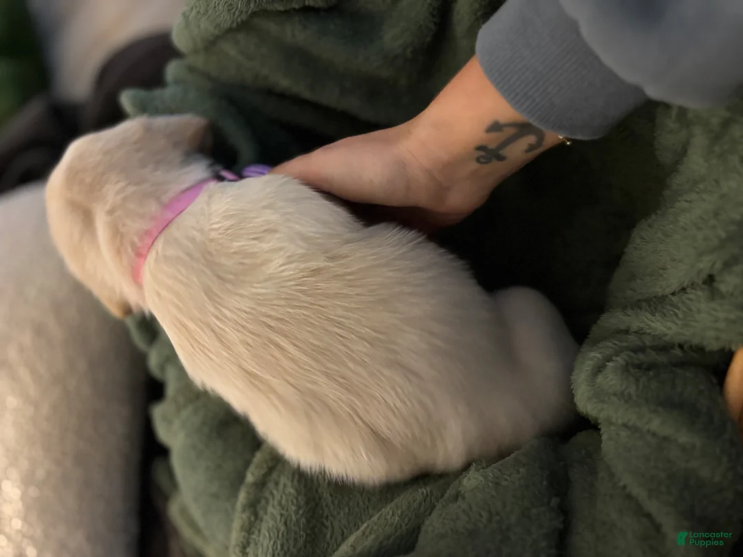 Mixed Breed dogs for sale: Light pink collar - Ad 1