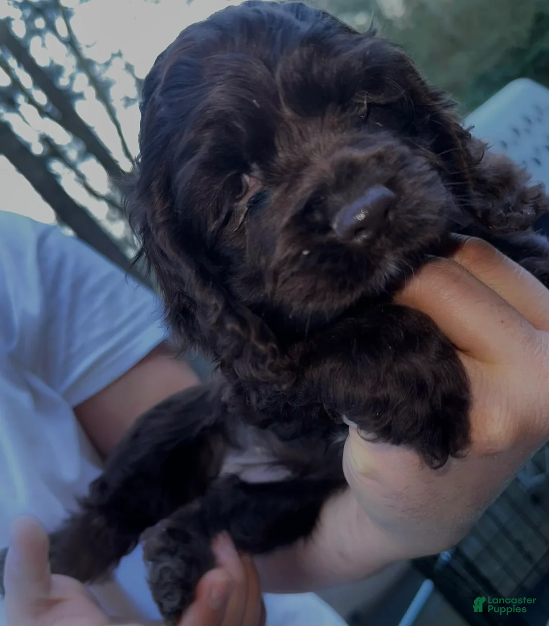Cocker Spaniel dogs for sale: Princess - Ad 1