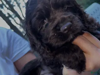Cocker Spaniel dogs Princess - Ad 1