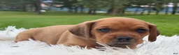 Puggle dogs for sale: Porter - Ad 4