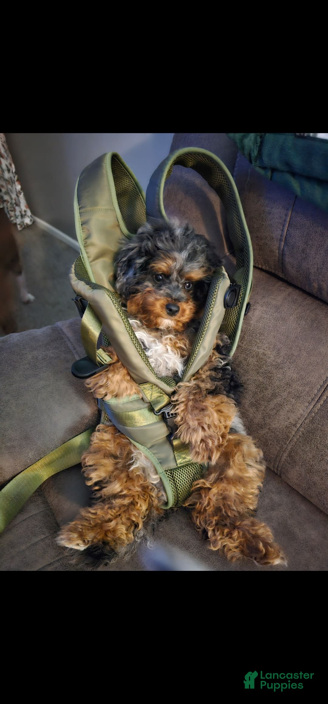 Cavapoo dogs for sale: Nova - Ad 3