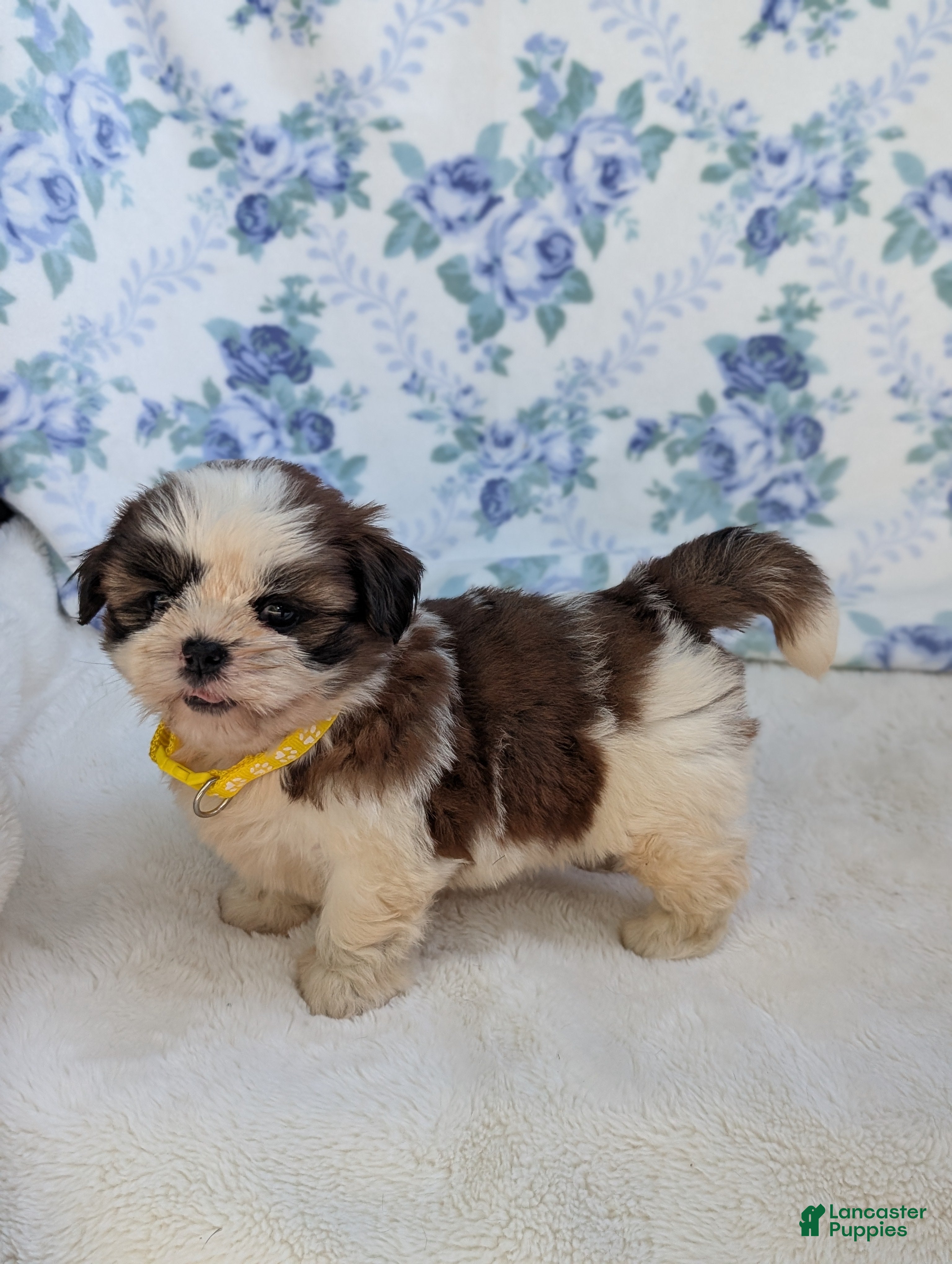 Shih Tzu dogs Flower  - Ad 2
