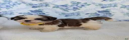 Shih Tzu dogs for sale: Flower  - Ad 2
