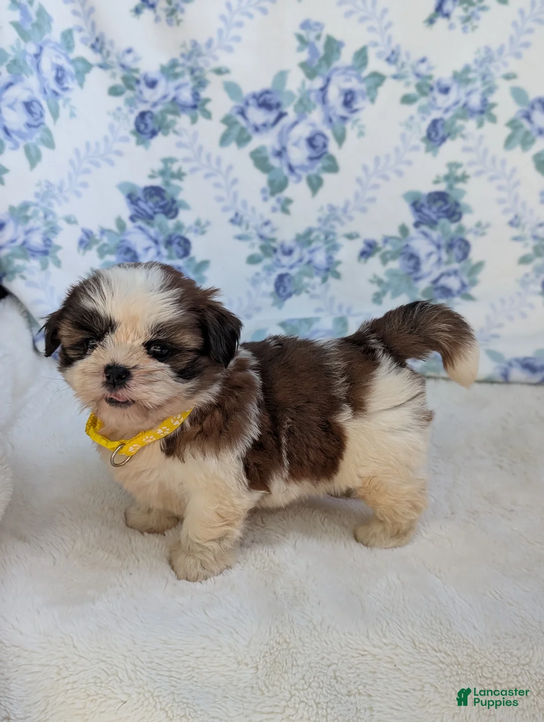 Shih Tzu dogs for sale: Flower  - Ad 2