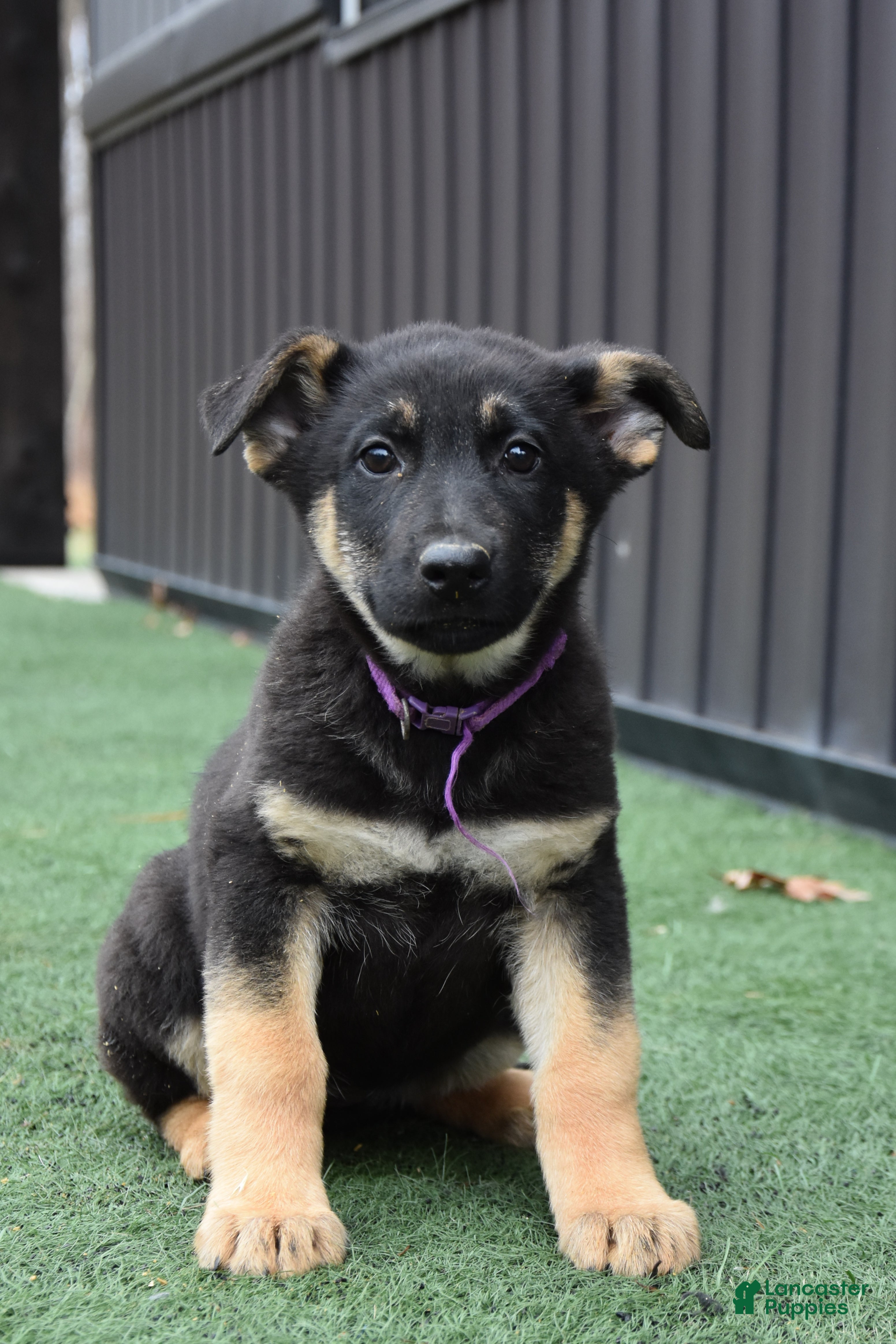 German Shepherd dogs Lyla - Ad 16