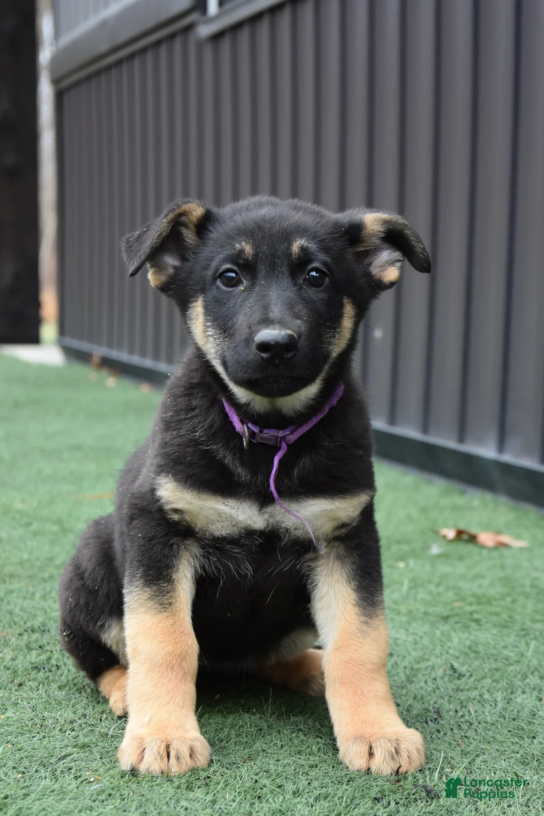 German Shepherd dogs for sale: Lyla - Ad 1