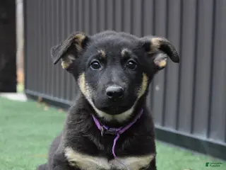 German Shepherd dogs Lyla - Ad 37