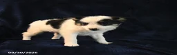 Mixed Breed dogs for sale: Sofie - Ad 5