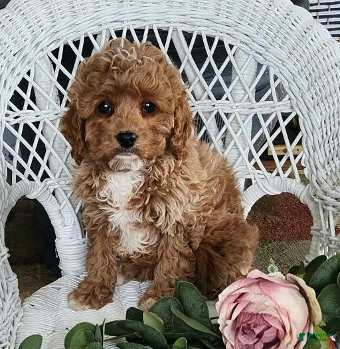 Cavapoo dogs for sale: Glenda - Ad 2