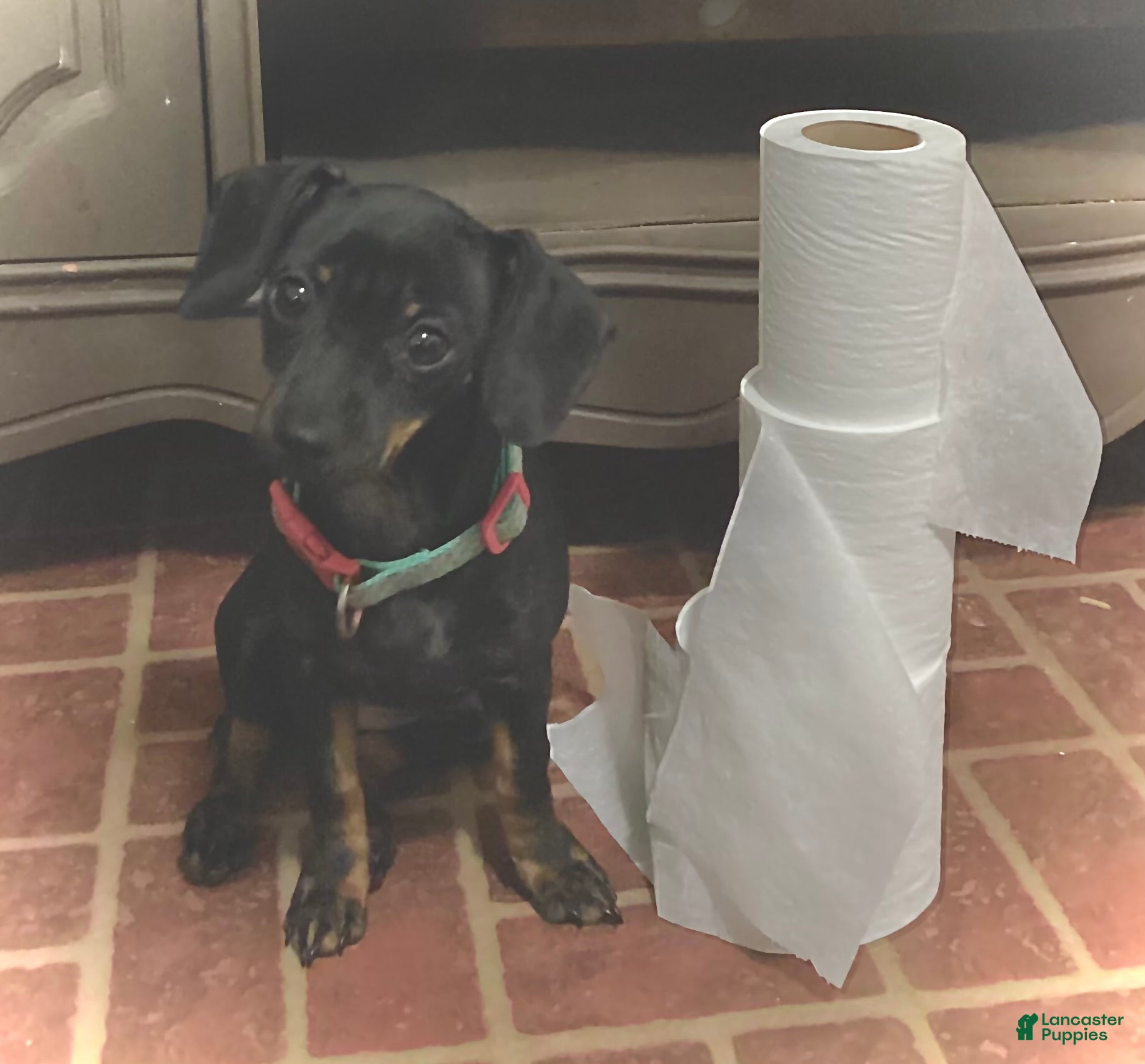 Mixed Breed dogs Pocket Pet 5 - Ad 27