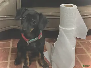 Mixed Breed dogs Pocket Pet 5 - Ad 9