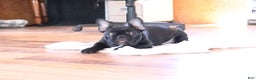 French Bulldog dogs for sale: Max - Ad 4