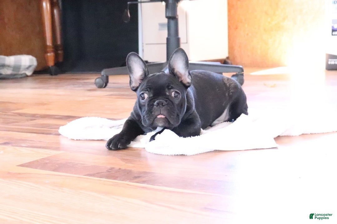 French Bulldog dogs for sale: Max - Ad 4